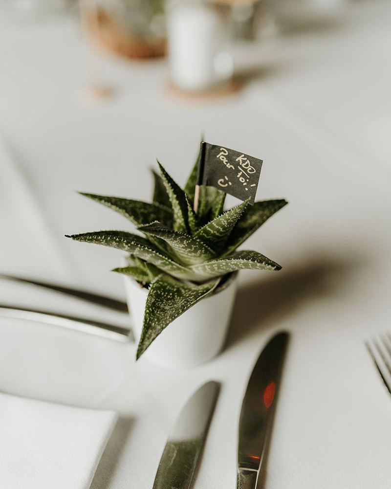 Mini-succulente marque-place