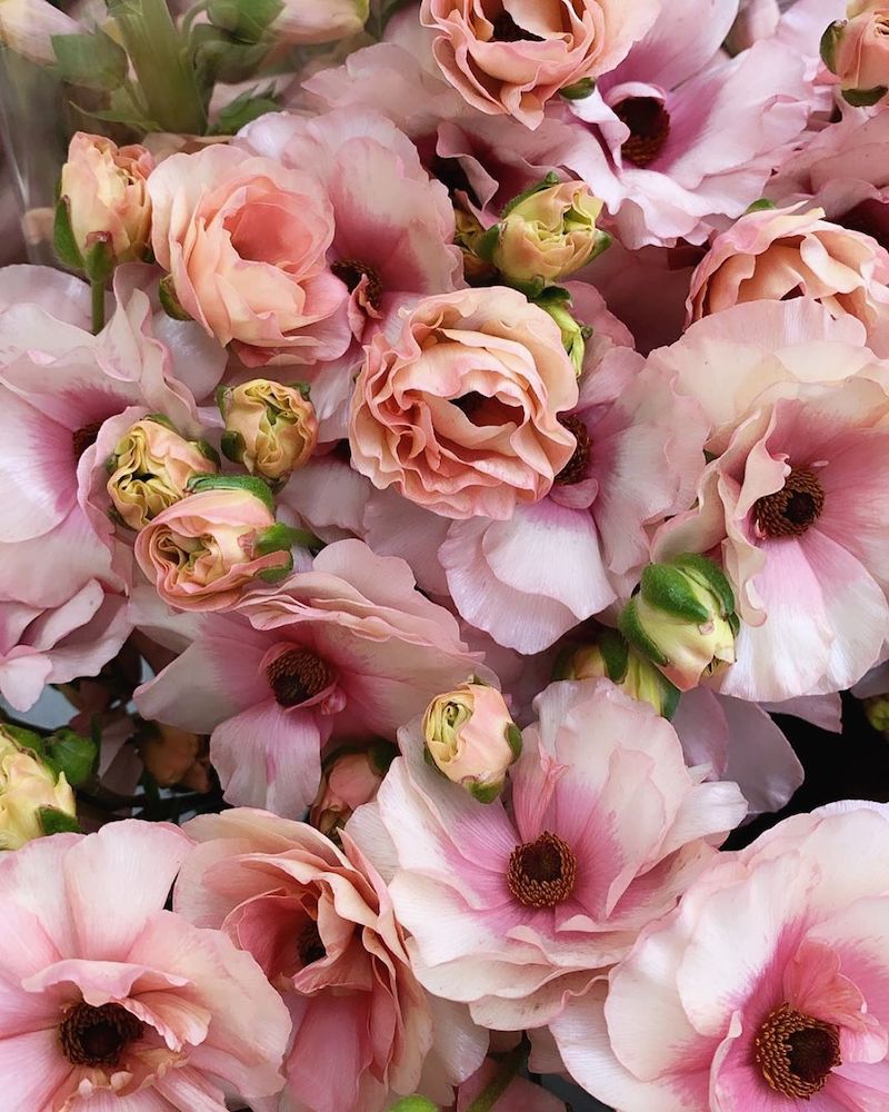 Renoncules butterfly roses