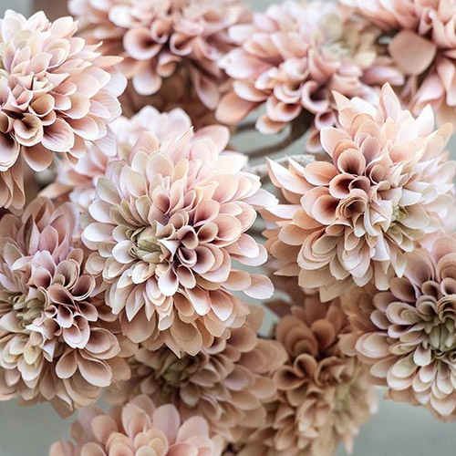 Dahlia roses