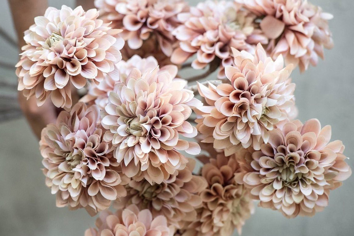 Bouquet de dahlias roses pâles