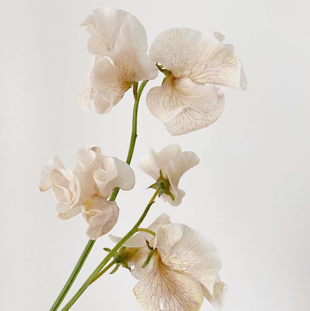 Pois de senteur nude