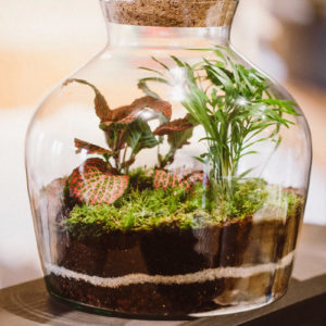 Centre de table en terrarium