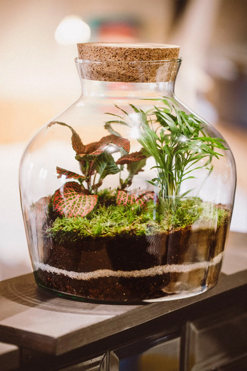Centre de table en terrarium